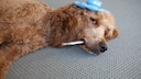 Hund krank
