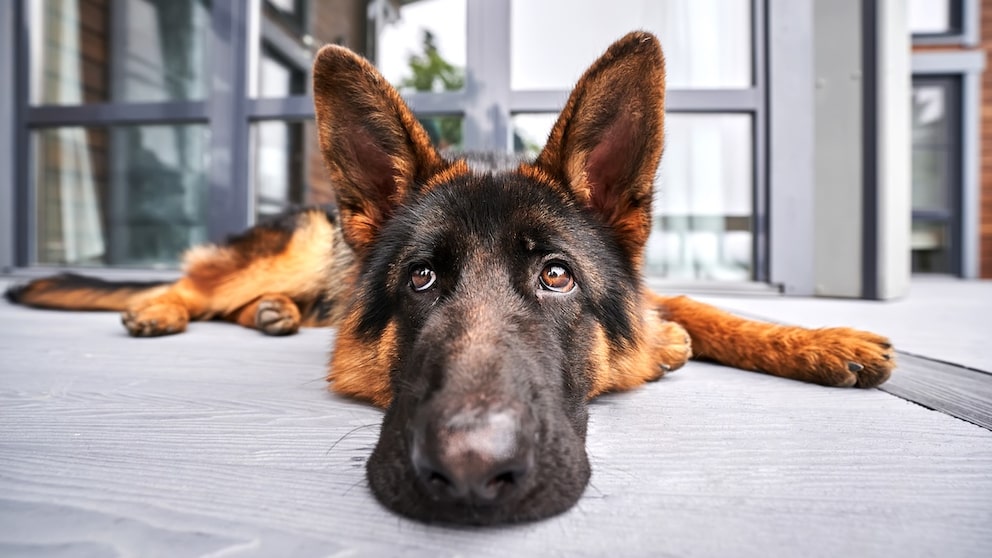 Hund liegt auf dem Boden