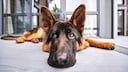 Hund liegt auf dem Boden
