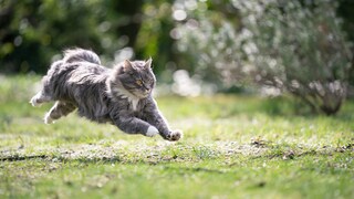 Katze rennt durch den Garten