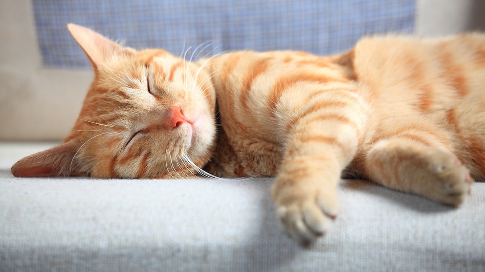 Katze schläft
