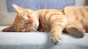 Katze schl&auml;ft