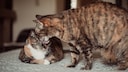 eine Katze putzt eine andere Katze am Kopf