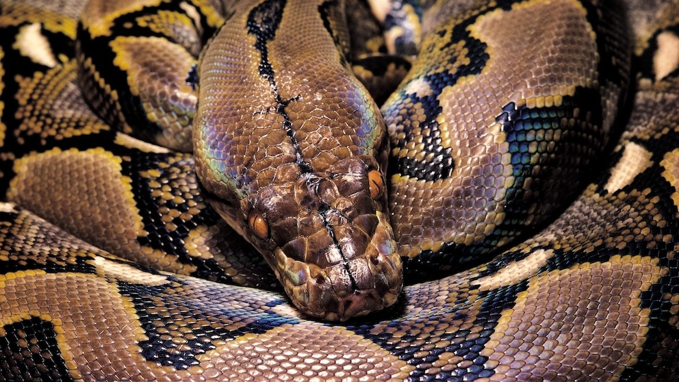Python reticulatus (reticulated python)