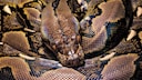 Python reticulatus (reticulated python)