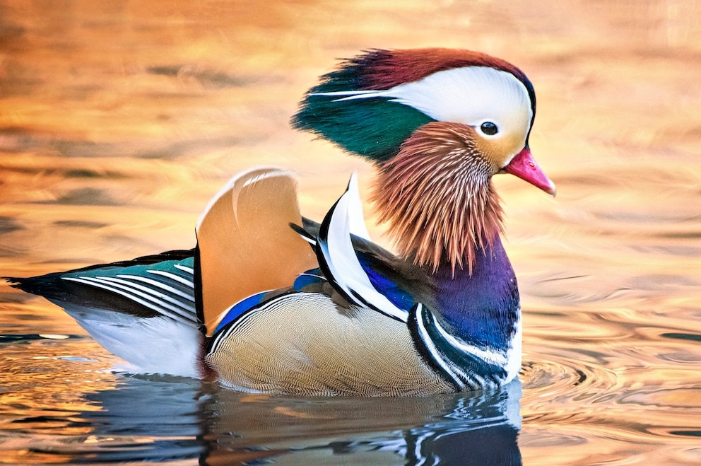 Mandarinente