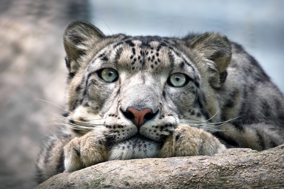 Schneeleopard