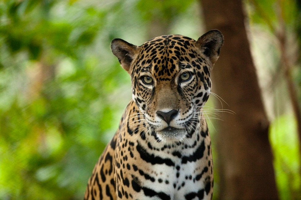 Ein Jaguar