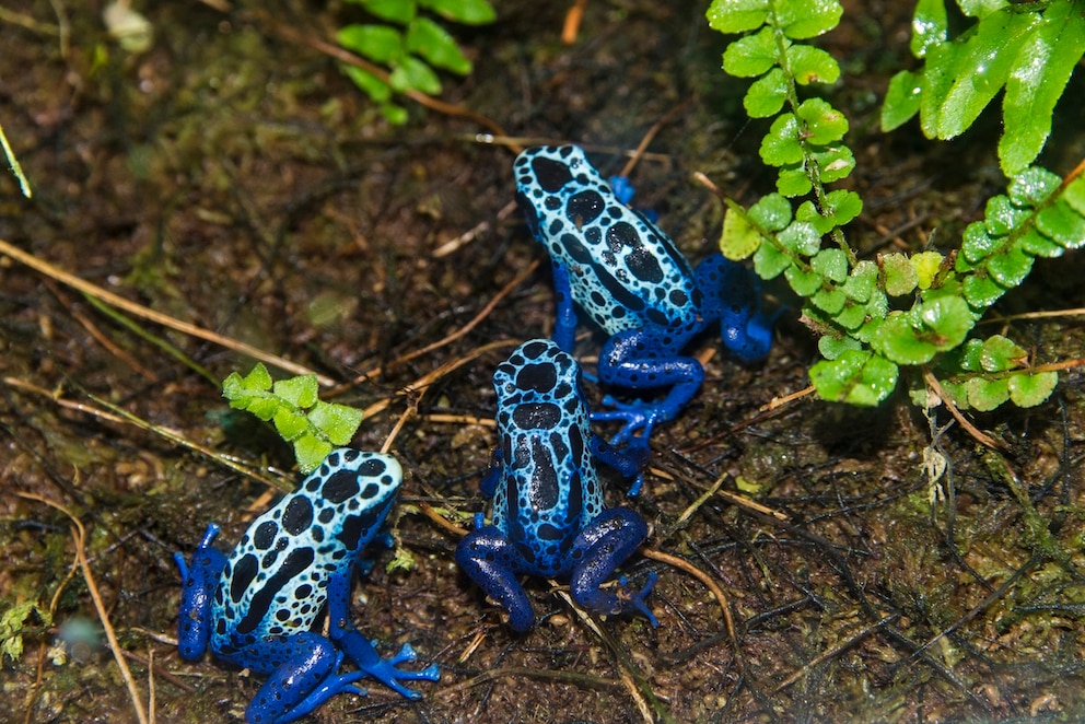 Blaube Pfeilgiftfr&ouml;sche