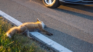 Angefahrener Fuchs am Straßenrand