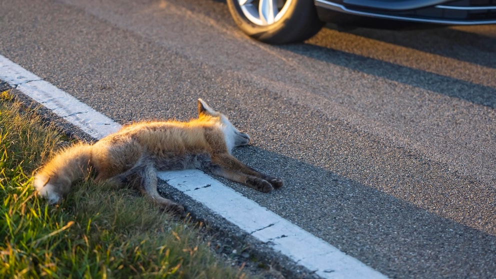 Angefahrener Fuchs am Straßenrand