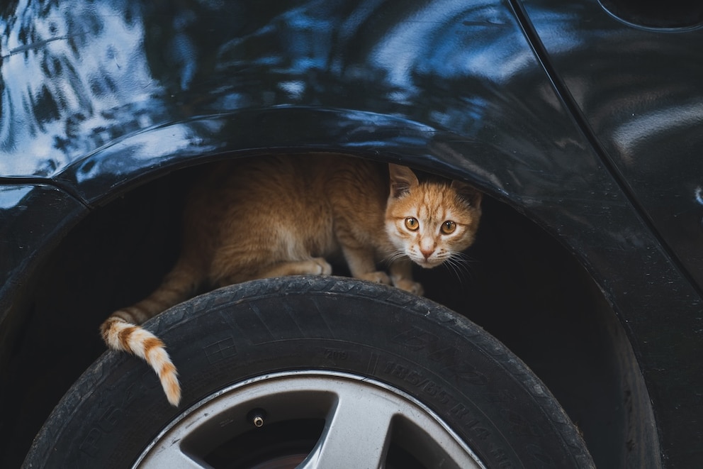 Katze sitzt auf einem Autoreifen