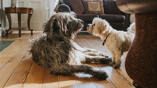 Zwei Hunde im Wohnzimmer
