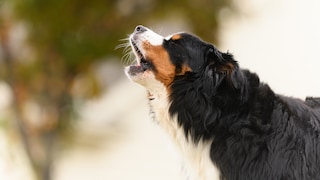 Hund bellt