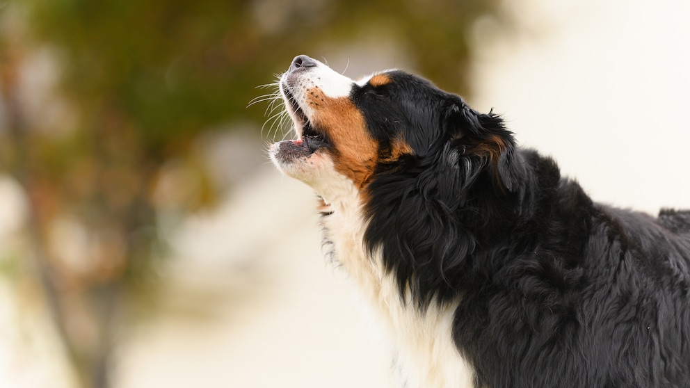 Hund bellt