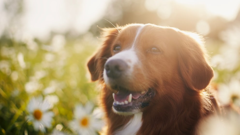 Wissen Sie, woher der Begriff „Hundstage“ kommt?