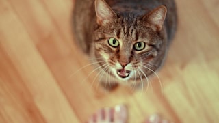 Getigerte Katze sitzt vor Menschen, schaut hoch und miaut