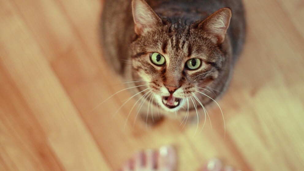 Getigerte Katze sitzt vor Menschen, schaut hoch und miaut