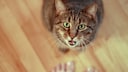 Getigerte Katze sitzt vor Menschen, schaut hoch und miaut