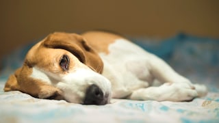 Hund liegt auf der rechten Seite