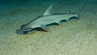 Schaufelhammerhai im Wasser