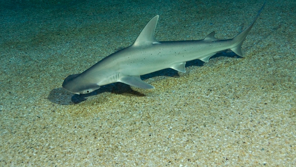 Schaufelhammerhai im Wasser