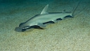 Schaufelhammerhai im Wasser