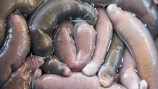 Igelwurm alias „Penisfisch“