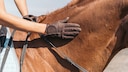 hand lobt pferd am hals