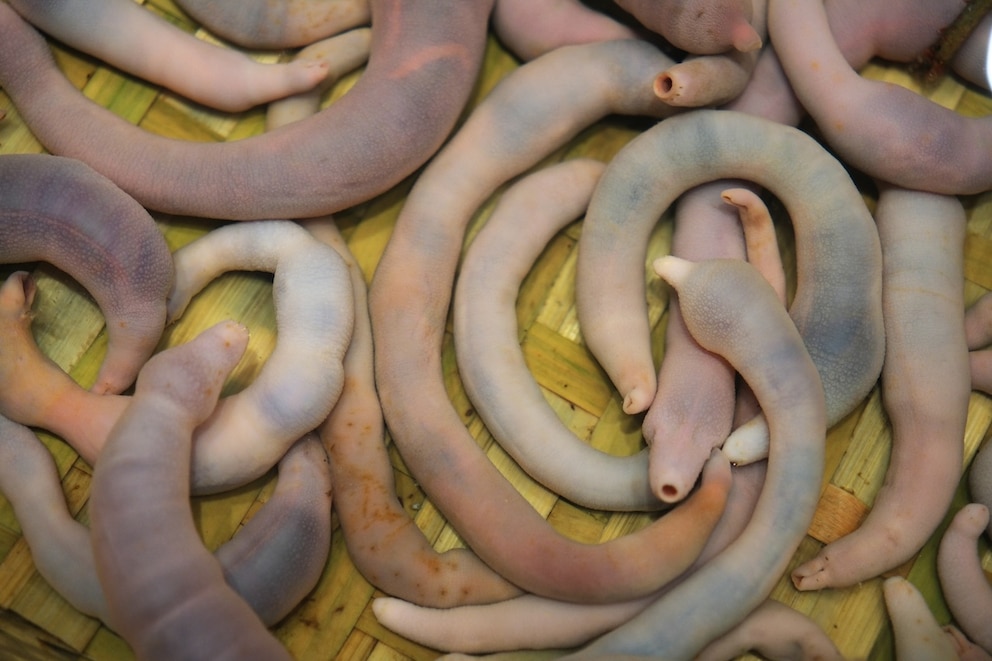 Urechis unicinctus
