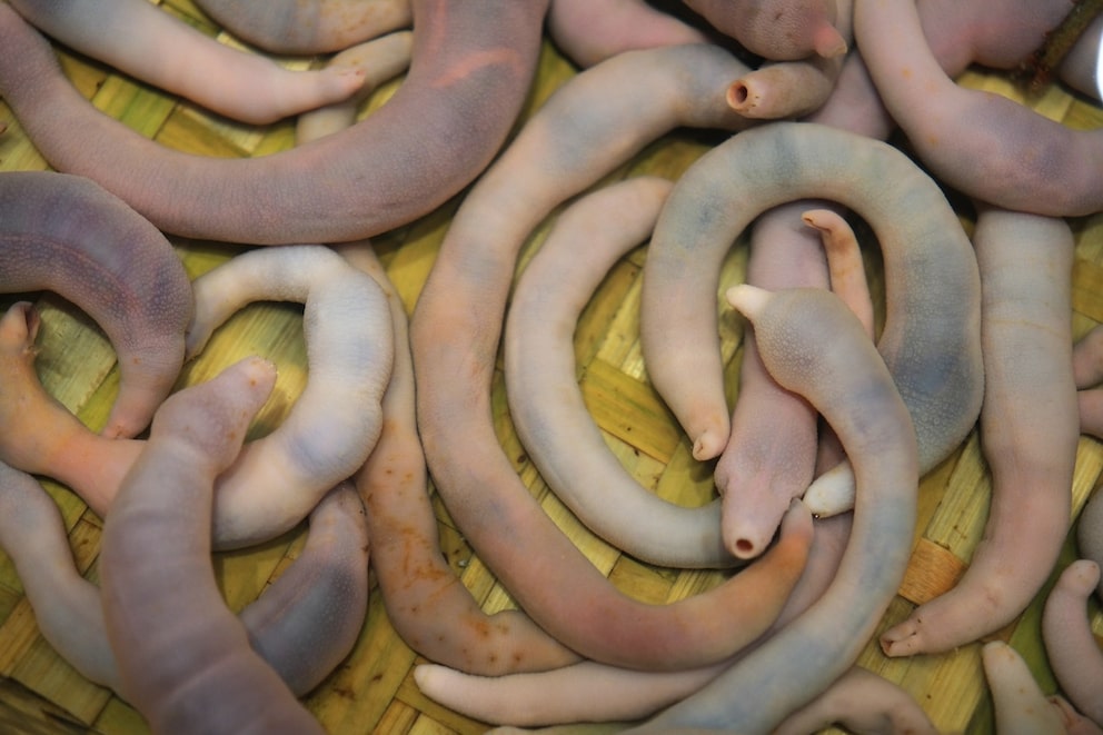 Urechis unicinctus