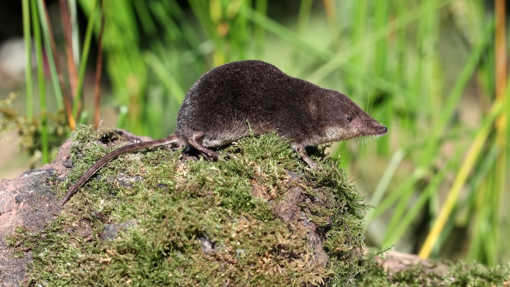 Eine Wasserspitzmaus