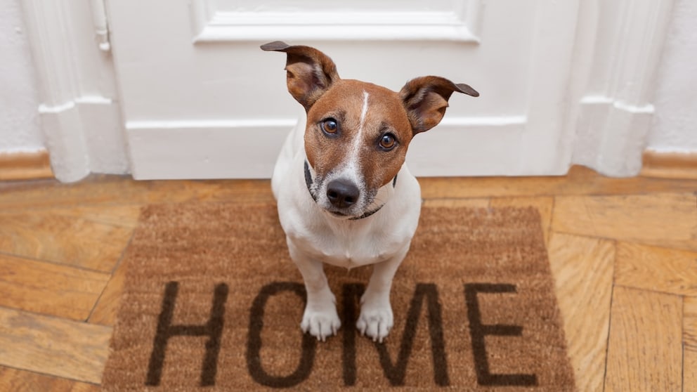 Ein neues Zuhause allein löst nicht jedes Problem. Entscheidend ist, ob der Alltag zum Hund passt