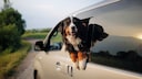 Wer nicht ohne seinen Hund in den Urlaub fahren will, sollte den Urlaub gut planen und sich vorab gut &uuml;ber das Reiseziel und dessen Bestimmungen f&uuml;r Hunde informieren