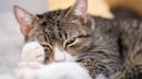 Katze schl&auml;ft
