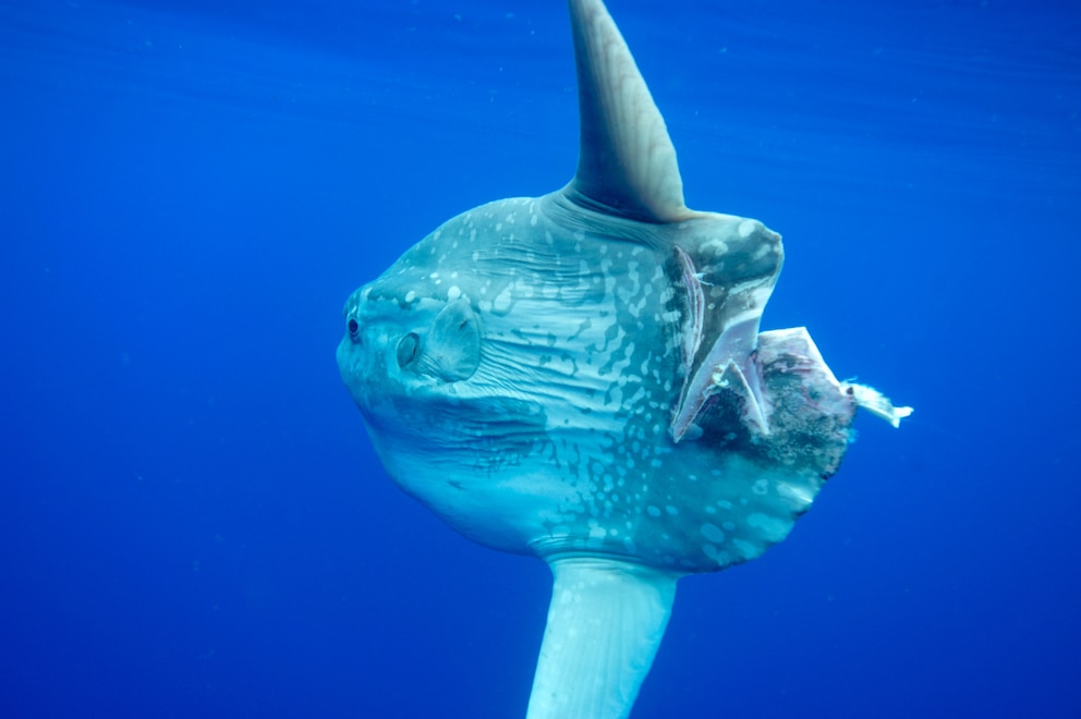 Ein verletzter Mondfisch schwimmt durch das Meer