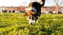 Hund schn&uuml;ffelt im Rasen