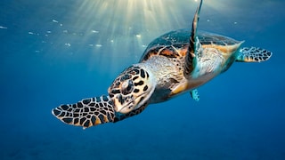 Schildkröte im Meer