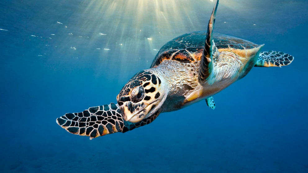 Schildkröte im Meer