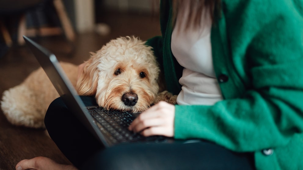 HUnd schaut bei seiner Halterin auf dne Laptop