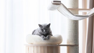 Katze schläft auf Kratzbaum