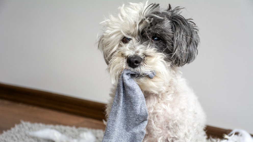 Hund klaut Socken