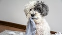 Hund klaut Socken