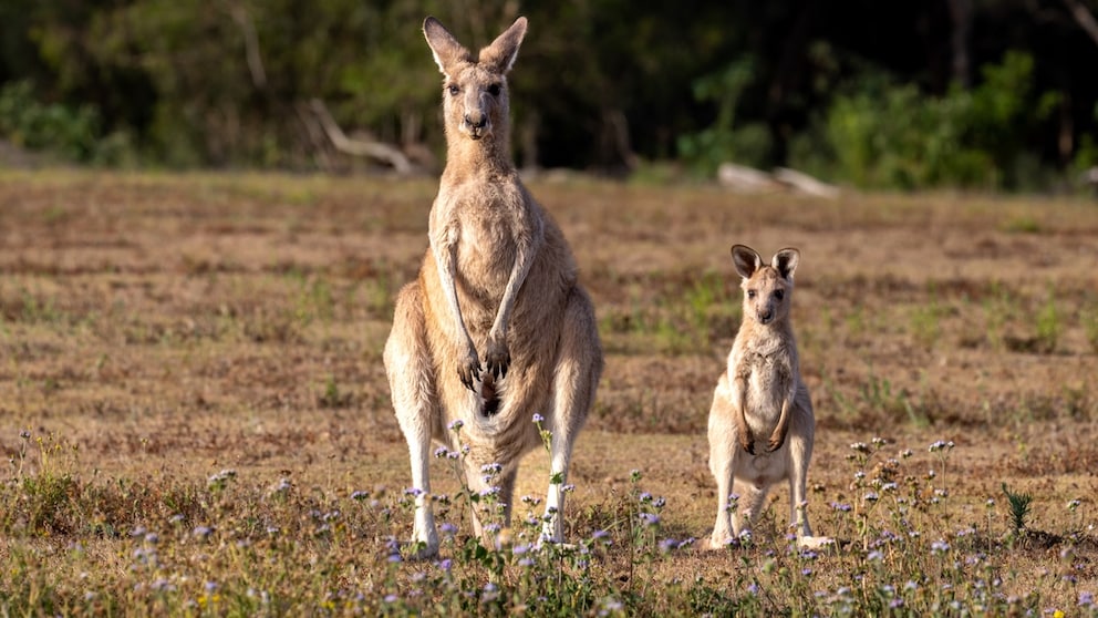 An Australian female kangaroo with her baby joey standing upright looking directly at the camera