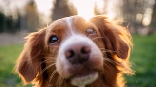 Hund schaut in die Kamera