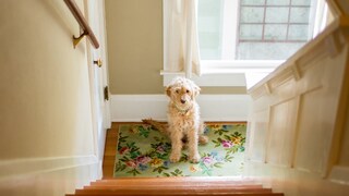 Hund sitzt vor einer Treppe