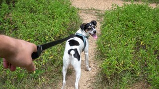 Hund beim Spazieren