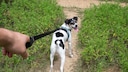 Hund beim Spazieren
