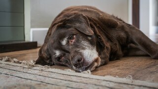 Ein alter Labrador liegt auf dem Boden