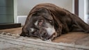 Ein alter Labrador liegt auf dem Boden